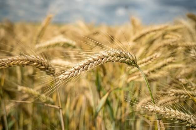 grano